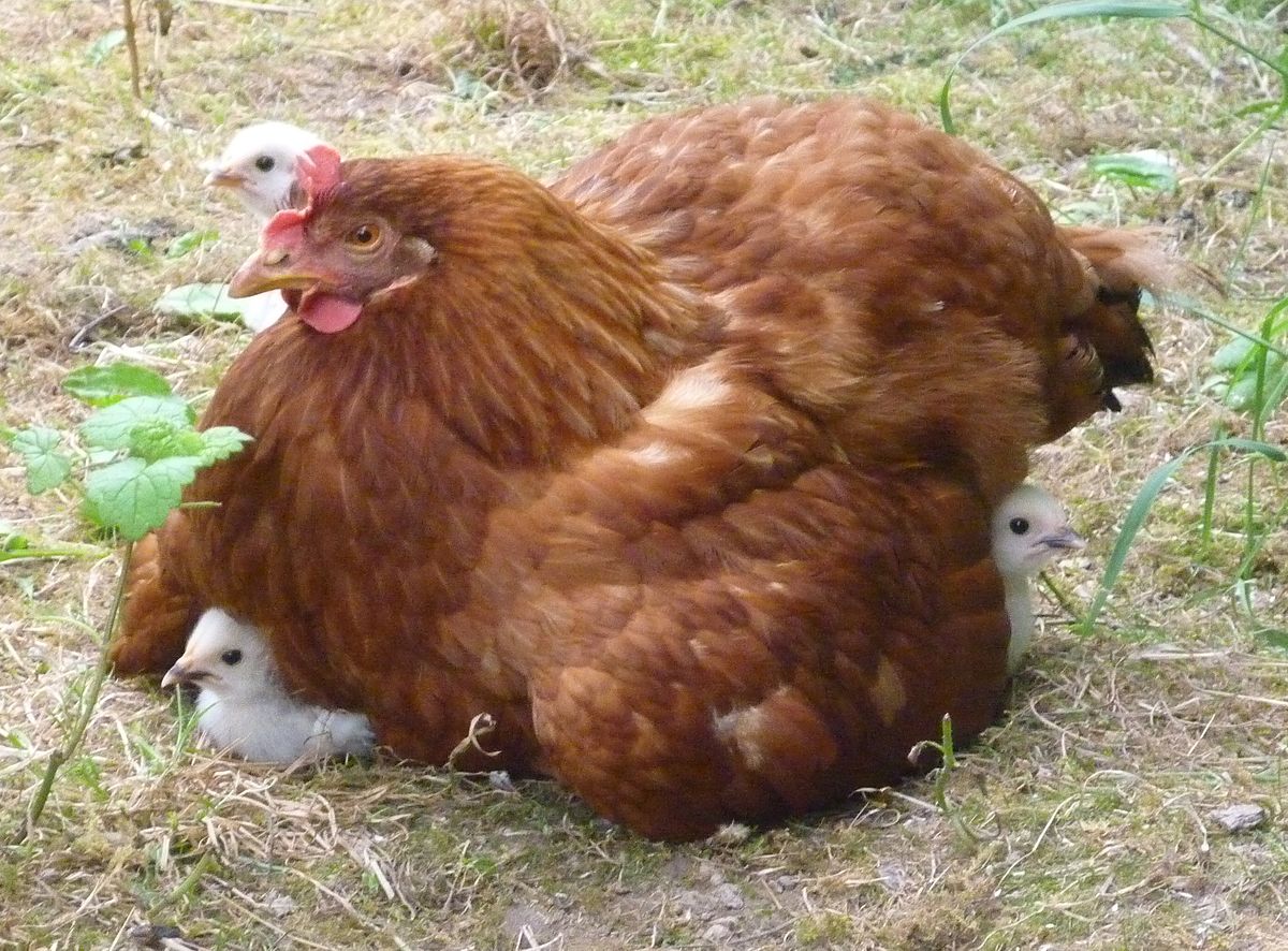 Quais São os Predadores da Galinha e Seus Inimigos Naturais?
