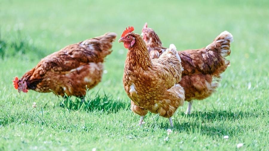 Curiosidades Da Galinha E Fatos Interessantes Sobre O Animal