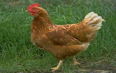 História da Galinha e Origem do Animal