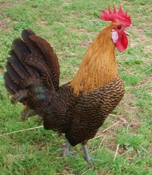 Galinha Campine: Características, Ovos, Como Criar e Fotos