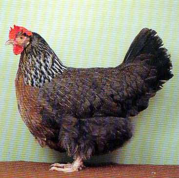Galinha Dorking: Características, Ovos, Como Criar e Fotos