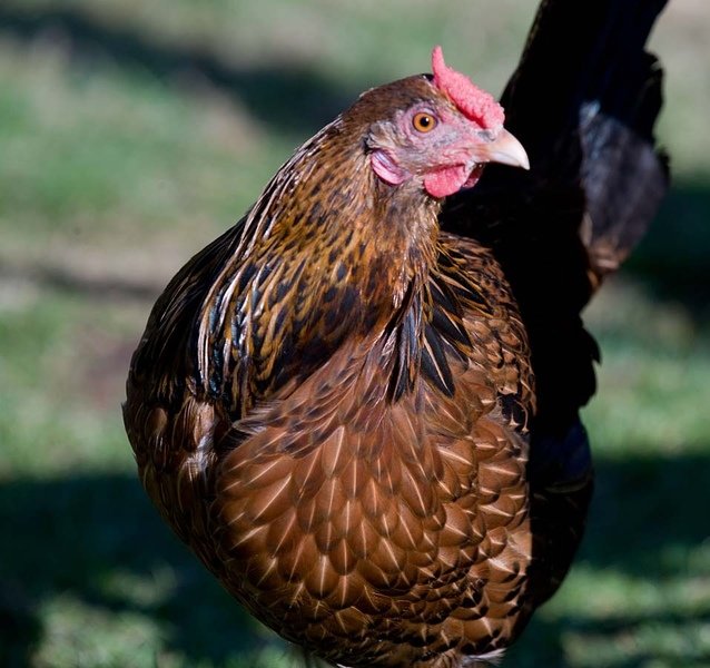 Galinha Red Cap: Características, Ovos, Como Criar e Fotos