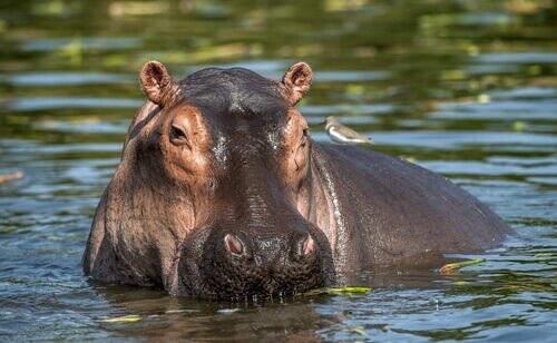 Qual é a Classificação do Hipopótamo? Que Tipo de Animal ele é?