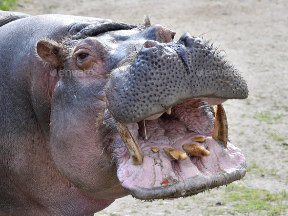 Qual o Tamanho da Boca de Um Hipópotamo e dos Seus Dentes?