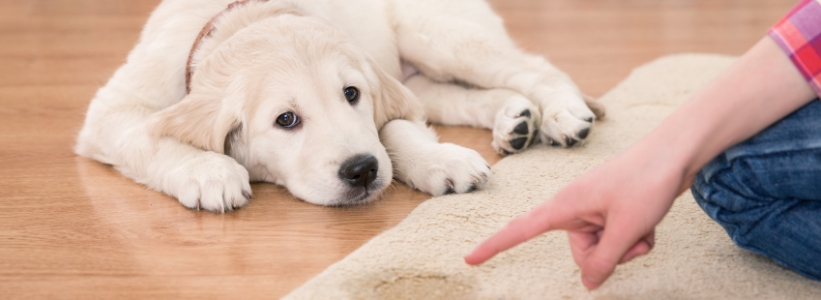 Quais os Sintomas de Infecção em Cachorros?