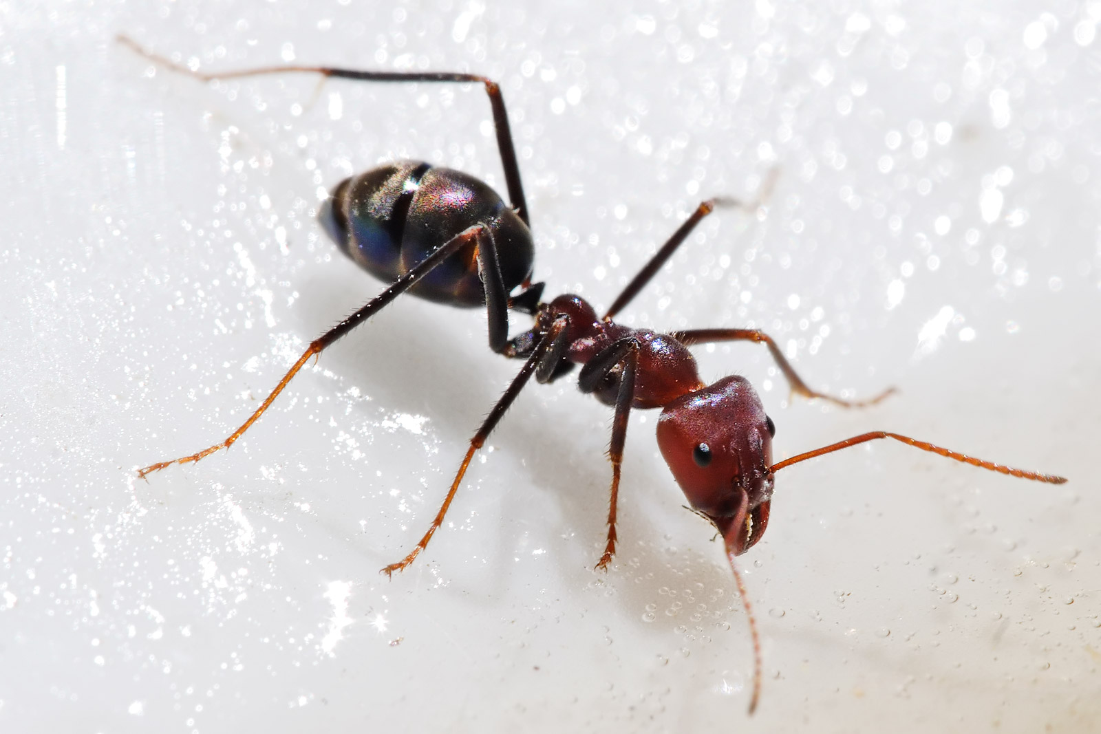 Qual é a Menor e a Maior Formiga do Mundo? E a Mais Perigosa?