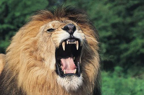 Quem Tem a Mordida Mais Forte Entre os Felinos?