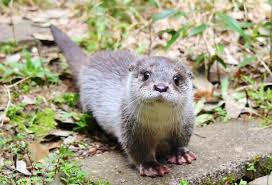 Lontra-Neotropical: Características, Nome Científico E Fotos