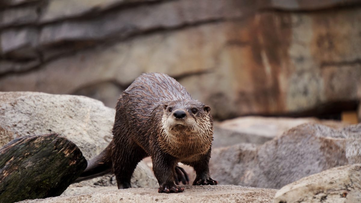 Lontra Doméstica Existe? Quais Cuidados Deve-se Ter?