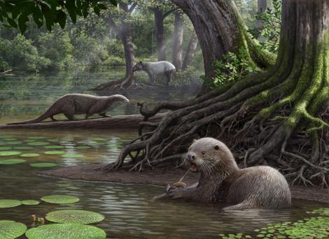 Lontra-Sem-Garras-Do-Cabo: Características, Nome Científico e Fotos