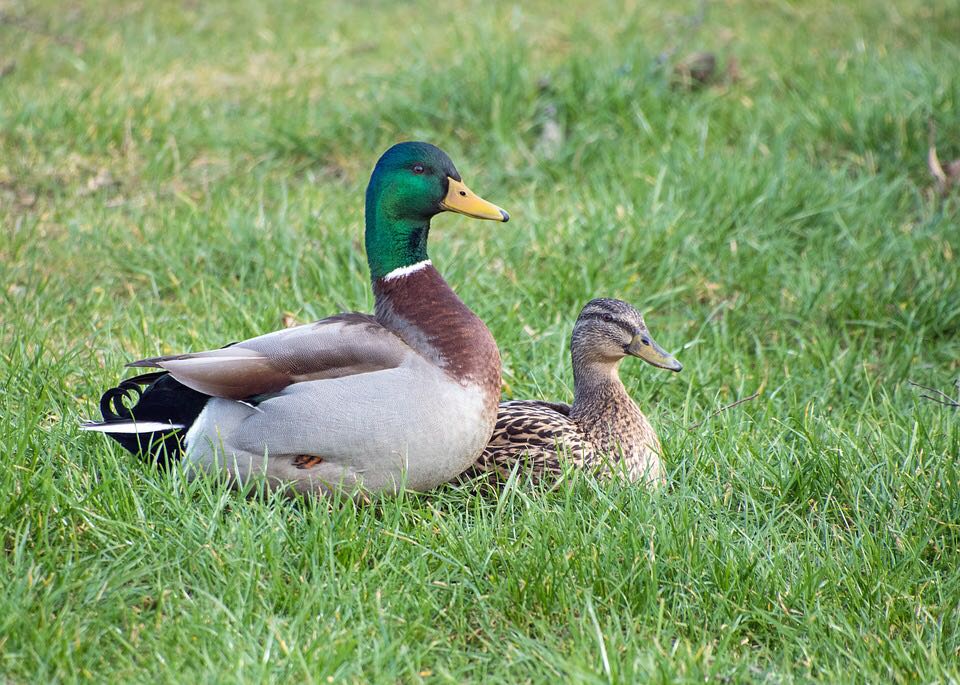 Qual a Diferença Entre Cisne, Pato e Marreco?