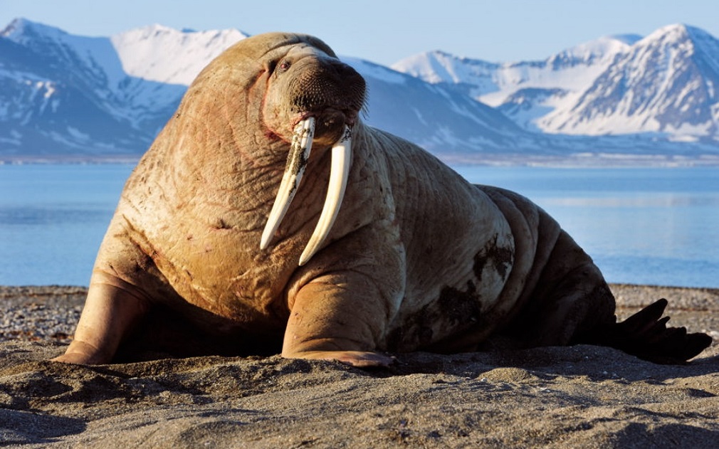 Tudo Sobre o Animal Morsa: Características, Nome Científico e Fotos