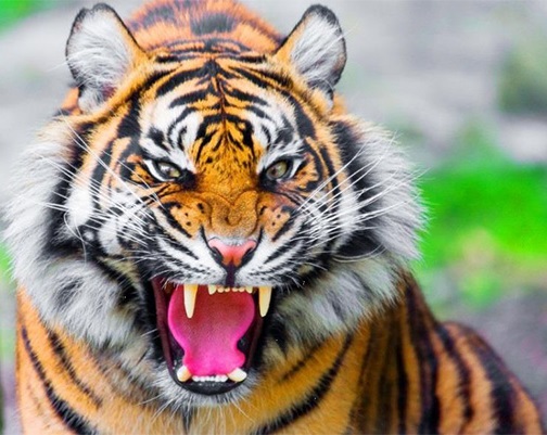 Qual É o Felino Mais Poderoso do Mundo?