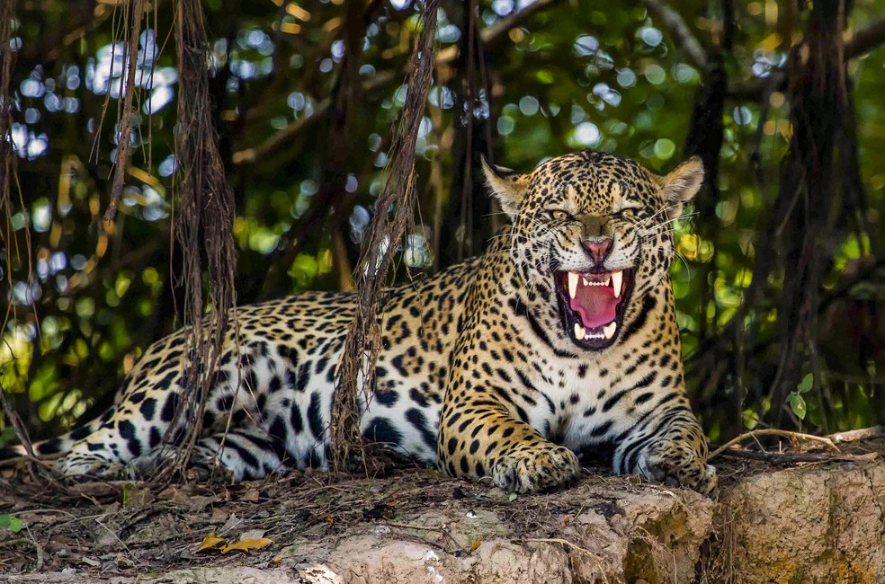 Comportamento da Onça, Hábitos e Modo de Vida do Animal