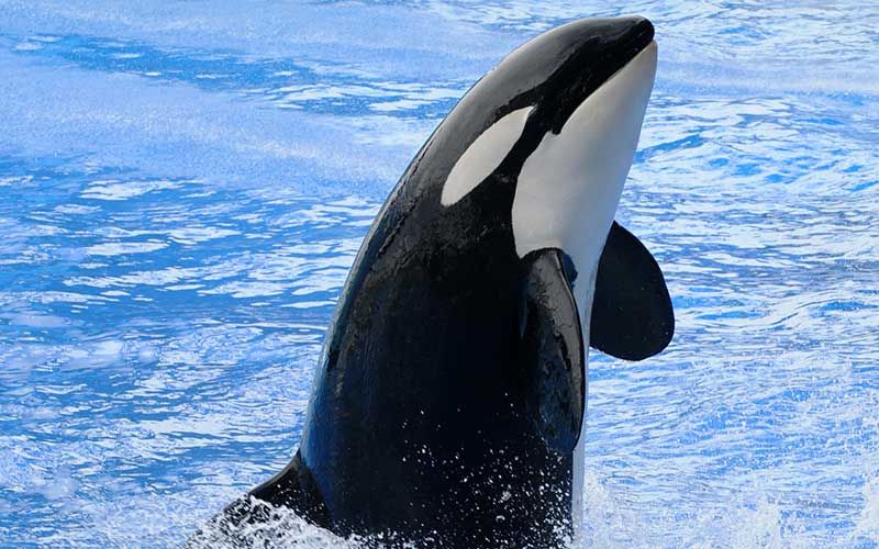 Lista de Nomes de Especies de Baleias e Tipos Existentes com Fotos