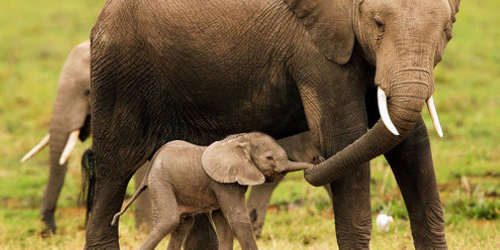 Quanto Custa um Elefante? É Possível Ter um Legalizado?