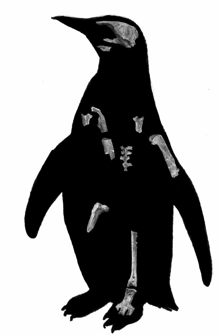 Pinguim Paraptenodytes: Características, Nome Cientifico e Extinção