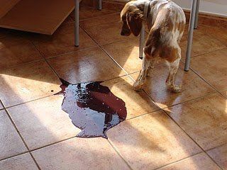 O Que Transmite a Parvovirose? E Quais Os Sintomas?