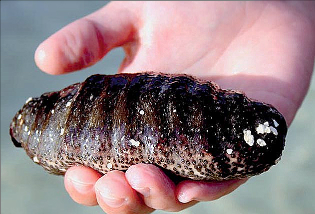 Pepino do Mar Sente Dor?