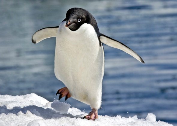 Reino, Filo, Classe, Ordem dos Pinguins e Classificação Taxonomica