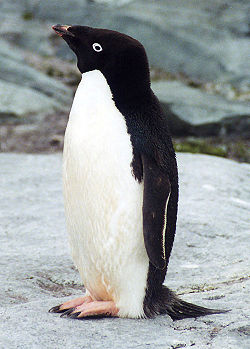 Comportamento do Pinguim, Hábitos e Modo de Vida do Animal