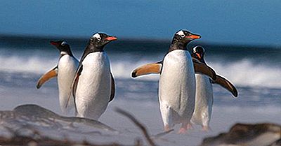 Pinguim Gentoo: Características, Nome Científico e Fotos