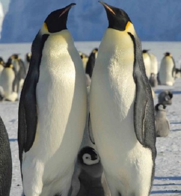 Pinguim-Imperador: Características, Nome Científico e Fotos