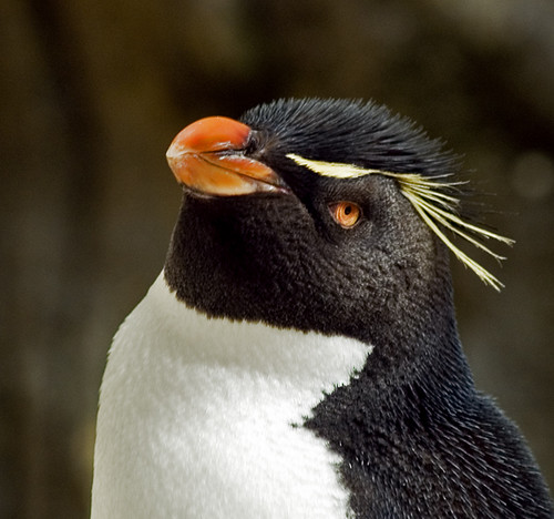 Pinguim Saltador da Rocha: Características, Nome Científico e Fotos