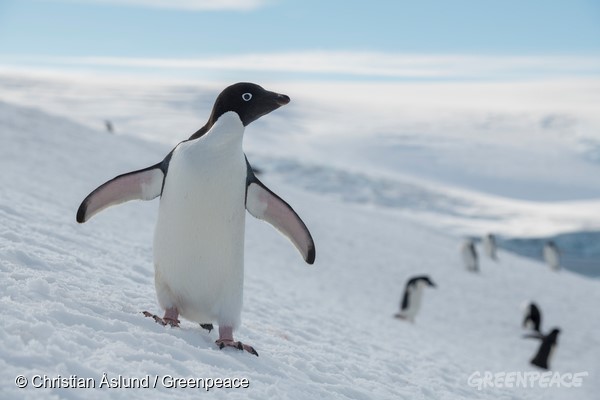 Pinguim de Adélia: Características, Nome Cientifico e Fotos