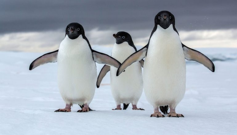 Quais São os Animais Que Vivem na Antártida? Qual a Fauna?
