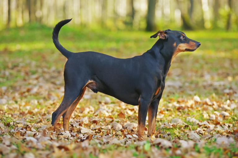 Diferenças entre Pinscher Alemão, Rottweiler, Dobermann E Schnauzer