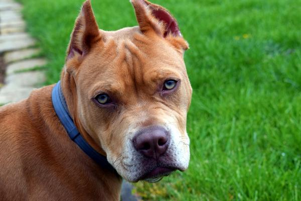 Curiosidades Sobre O Pit Bull E Fatos Interessantes Sobre a Raça