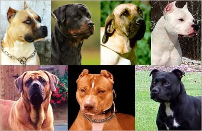 Diferenças Entre o American Pit Bull Terrier e o Rottweiler