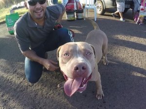 Origem Do Cachorro Pitbull E História Da Raça