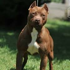 Pitbull Red Nose: Comportamento, Tamanho, Filhotes e Fotos