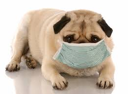 Pug Ofegante, Com Nariz Escorrendo, Dormindo Demais: O Que Fazer?