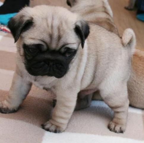 Pug Filhote: Cuidados, Preço, Para Adoção e Fotos