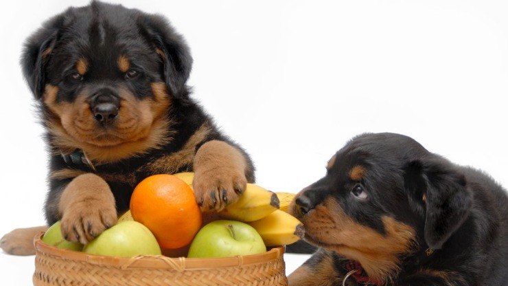 O Que os Cães Podem Comer Além de Ração?