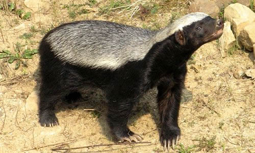 Predador Do Ratel E Inimigos Dele Na Natureza