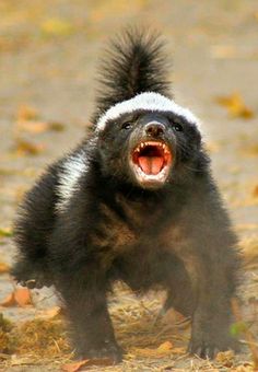 Reprodução do Ratel, Filhotes e Tempo de Gestação