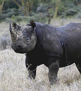 Rinoceronte Preto: Foi Extinto? Características, Habitat e Fotos
