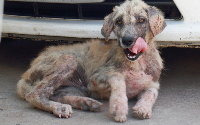 Vinagre Cura Sarna de Cachorro? Qual o Remédio Indicado?