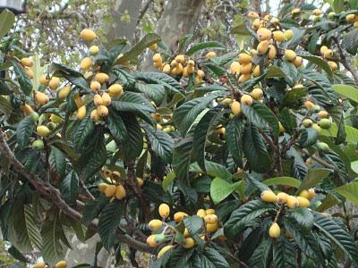 Quanto Tempo Demora Para um Pé de Nêspera Dar Frutos?