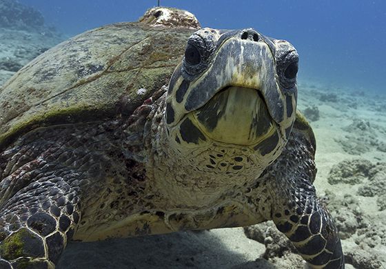 Quais São os Predadores da Tartaruga e Seus Inimigos Naturais?
