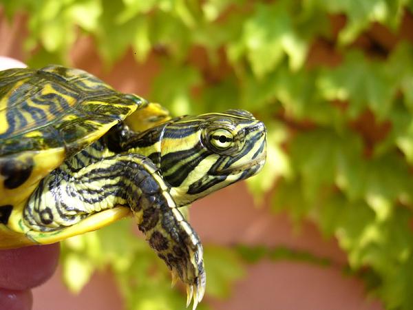 Tartaruga da Orelha Amarela: Características, Nome Científico e Fotos