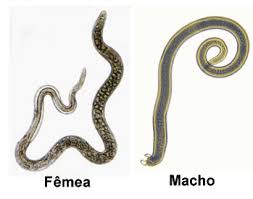 Quais Os Tipos De Parasitas Intestinais?