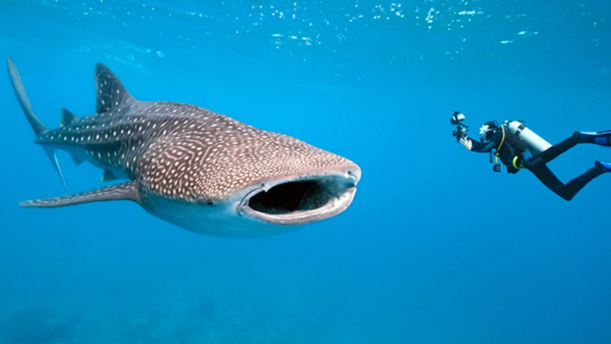 Tubarão Baleia: é Perigoso? Gigante, Características e Fotos
