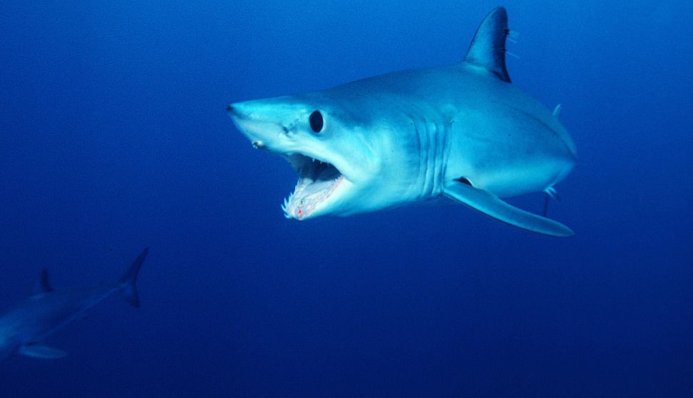 Tubarão Mako: É Perigoso? Ele Ataca? Características e Fotos