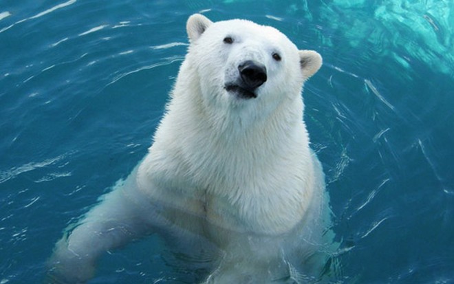 Nicho Ecológico, Nome Científico do Urso Polar e Ficha Técnica