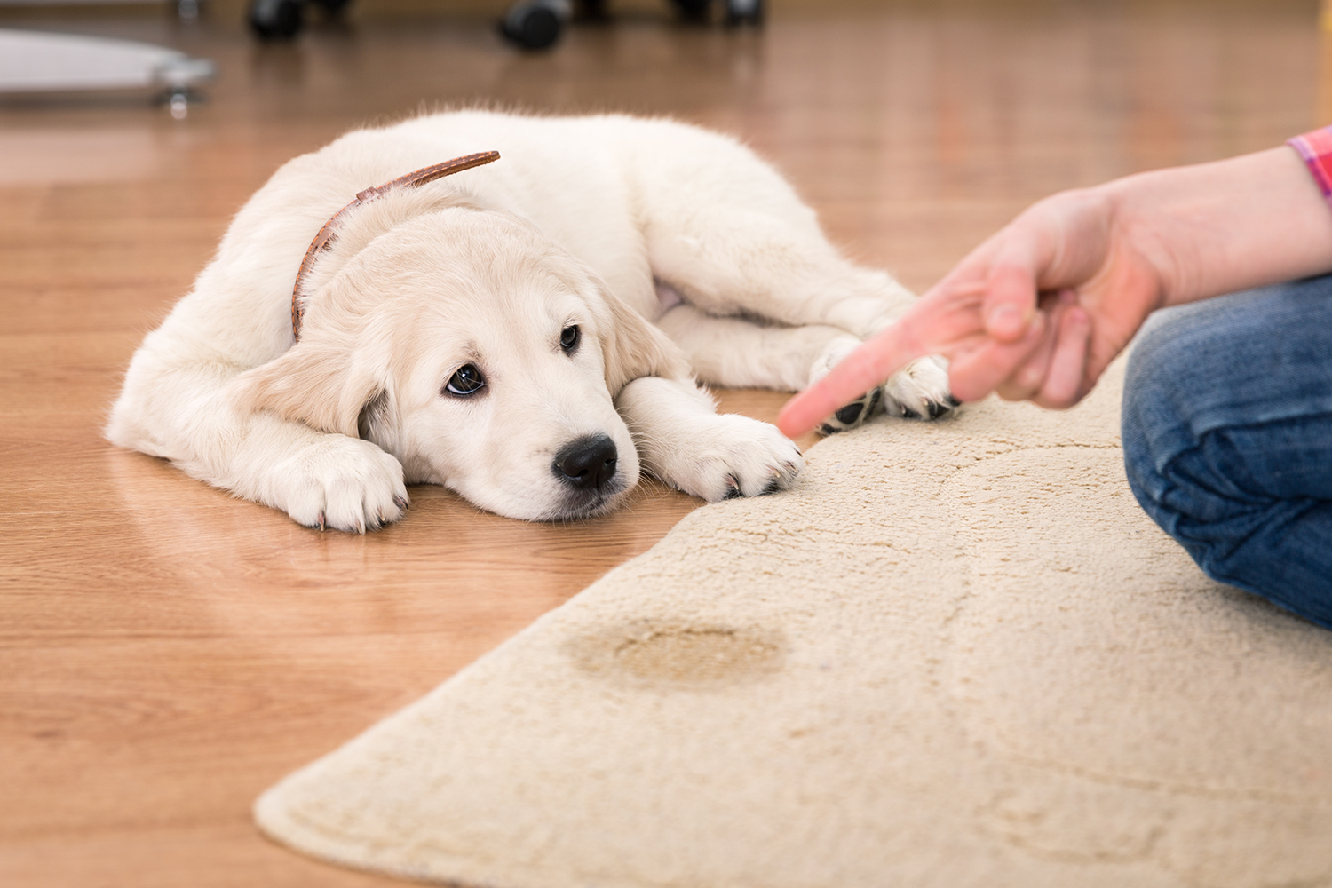 Vinagre de Álcool Para Cachorro: Para Que Serve? Será Que Faz Mal?